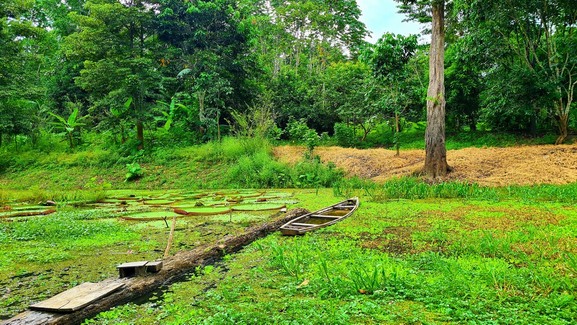 Jungle, AMAZON JUNGLE, AMAZON RAINFOREST