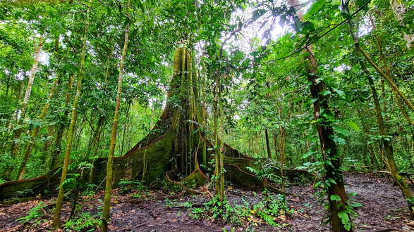 Jungle Walk, amazon jungle, amazon rainforest, amazon rainforest excursion, jungle excursion, easy jungle excursion