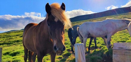 ICELANDIC HORSES