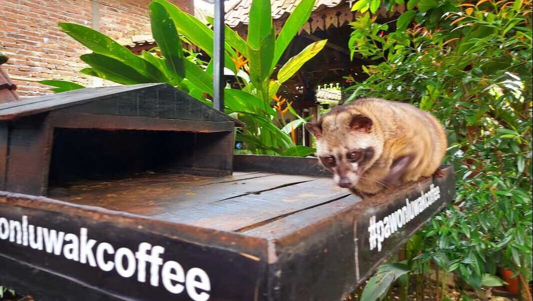 LUWAK COFFEE, LUWAK ANIMAL, CIVET CATS, INDONESIA CAFFE, LUXURY CAFFE